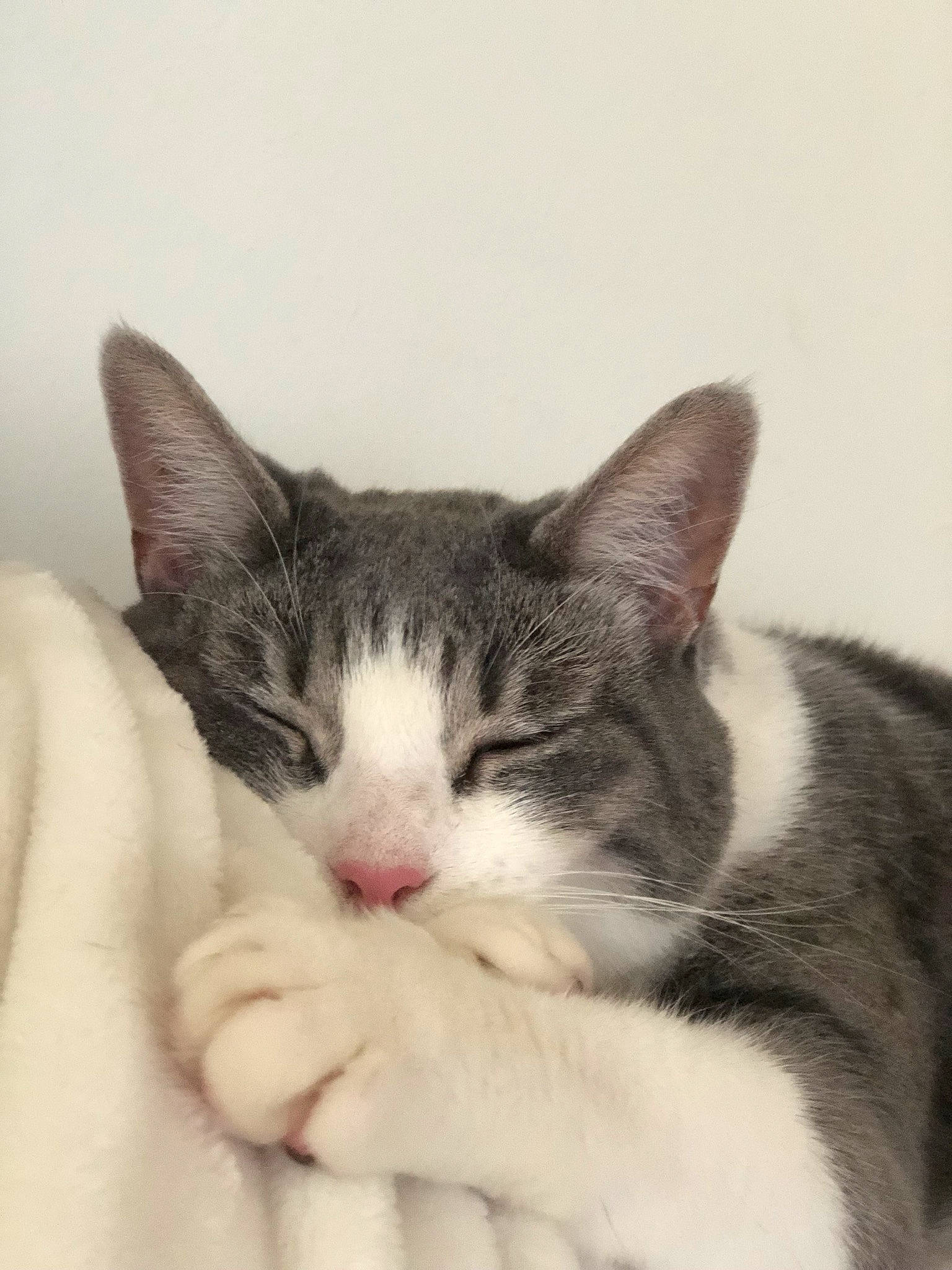 Khaleesi is registered to the contest to win money with this photo: carnivore, cat, claw, comfort, domestic_short_haired_cat, felidae, foot, fur, nap, paw, sitting, sleep, small_to_medium_sized_cats, snout, tail, whiskers, window