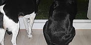 Laya Et Jackson participe au concours pour gagner de l'argent avec cette photo : alert, animal, black_and_white_dog, black_dog, companions, curious, dark, dog, domestic, furniture, glass_door, house, indoors, looking_outside, night, pets, streetlamp, tail, window, wooden_floor