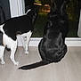 alert, animal, black_and_white_dog, black_dog, companions, curious, dark, dog, domestic, furniture, glass_door, house, indoors, looking_outside, night, pets, streetlamp, tail, window, wooden_floor