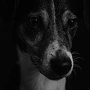 Laya Et Jackson a rejoint le concours — aidez-le/la à gagner de superbes lots ! animal, black_and_white, canine, close_up, dark_background, dog, expression, eyes, face, fur, head, looking, monochrome, muzzle, nose, pet, photography, portrait, texture, whiskers