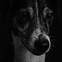 animal, black_and_white, canine, close_up, dark_background, dog, expression, eyes, face, fur, head, looking, monochrome, muzzle, nose, pet, photography, portrait, texture, whiskers