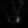 animal, animal_portrait, black_background, black_dog, canine, close_up, dark, dog, eyes, face, fur, intense, moody, muzzle, no_human, pet, portrait, shadow, snout, wildlife