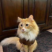 Butter is registered to the contest to win money with this photo: animal, brown_sweater, cat, curious, cute, domestic_cat, feline, floor, fluffy_cat, fur, green_eyes, indoor, mat, orange_cat, pet, portrait, sitting, tail, whiskers, wooden_cabinets