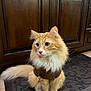animal, brown_sweater, cat, curious, cute, domestic_cat, feline, floor, fluffy_cat, fur, green_eyes, indoor, mat, orange_cat, pet, portrait, sitting, tail, whiskers, wooden_cabinets