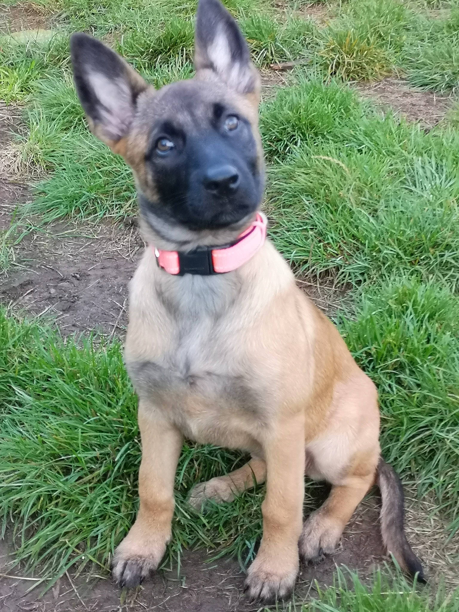 Boo joined the competition — help win amazing prizes! canidae, carnivore, collar, companion_dog, dog, dog_breed, dog_collar, dog_supply, fawn, grass, liver, non_sporting_group, pet_supply, plant, snout, sporting_group, tail, terrestrial_animal, whiskers, working_animal