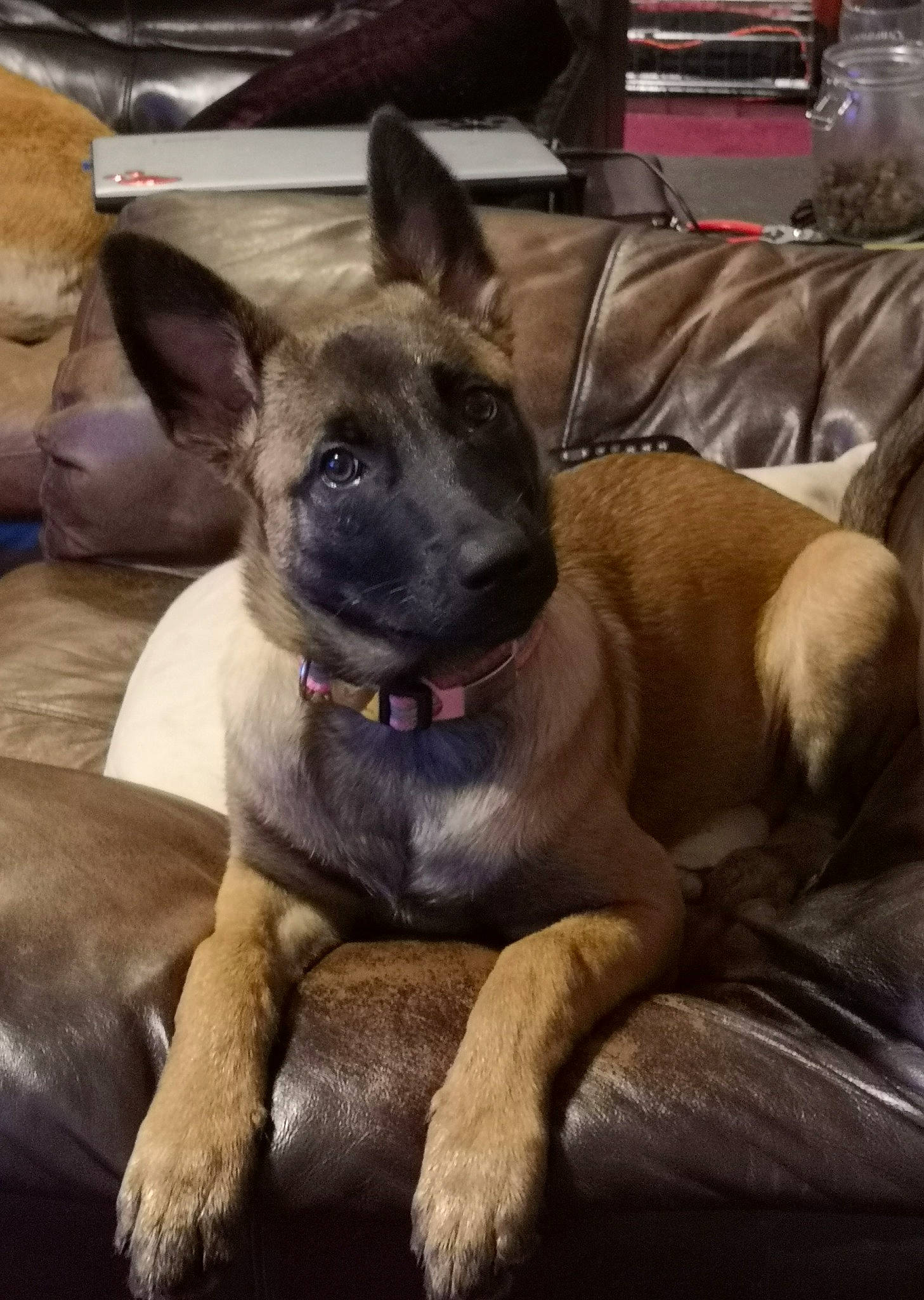 Boo joined the competition — help win amazing prizes! ancient_dog_breeds, canidae, carnivore, collar, comfort, companion_dog, dog, dog_breed, dog_collar, fawn, fur, giant_dog_breed, guard_dog, molosser, non_sporting_group, sporting_group, tail, toy_dog, whiskers, working_animal