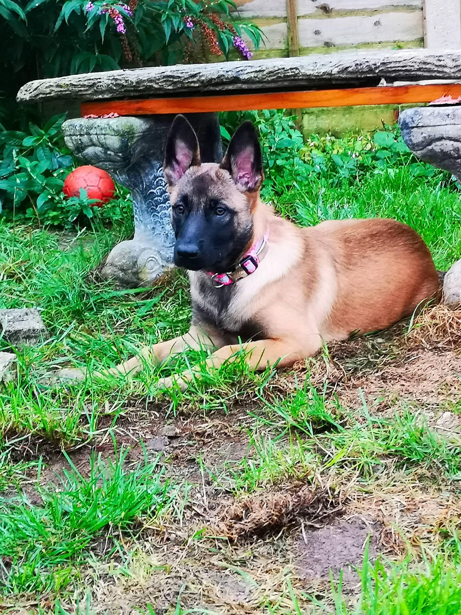 Boo joined the competition — help win amazing prizes! canidae, carnivore, collar, companion_dog, dog, dog_breed, dog_collar, fawn, flowerpot, grass, non_sporting_group, plant, sporting_group, terrestrial_animal, whiskers, working_animal, wrinkle