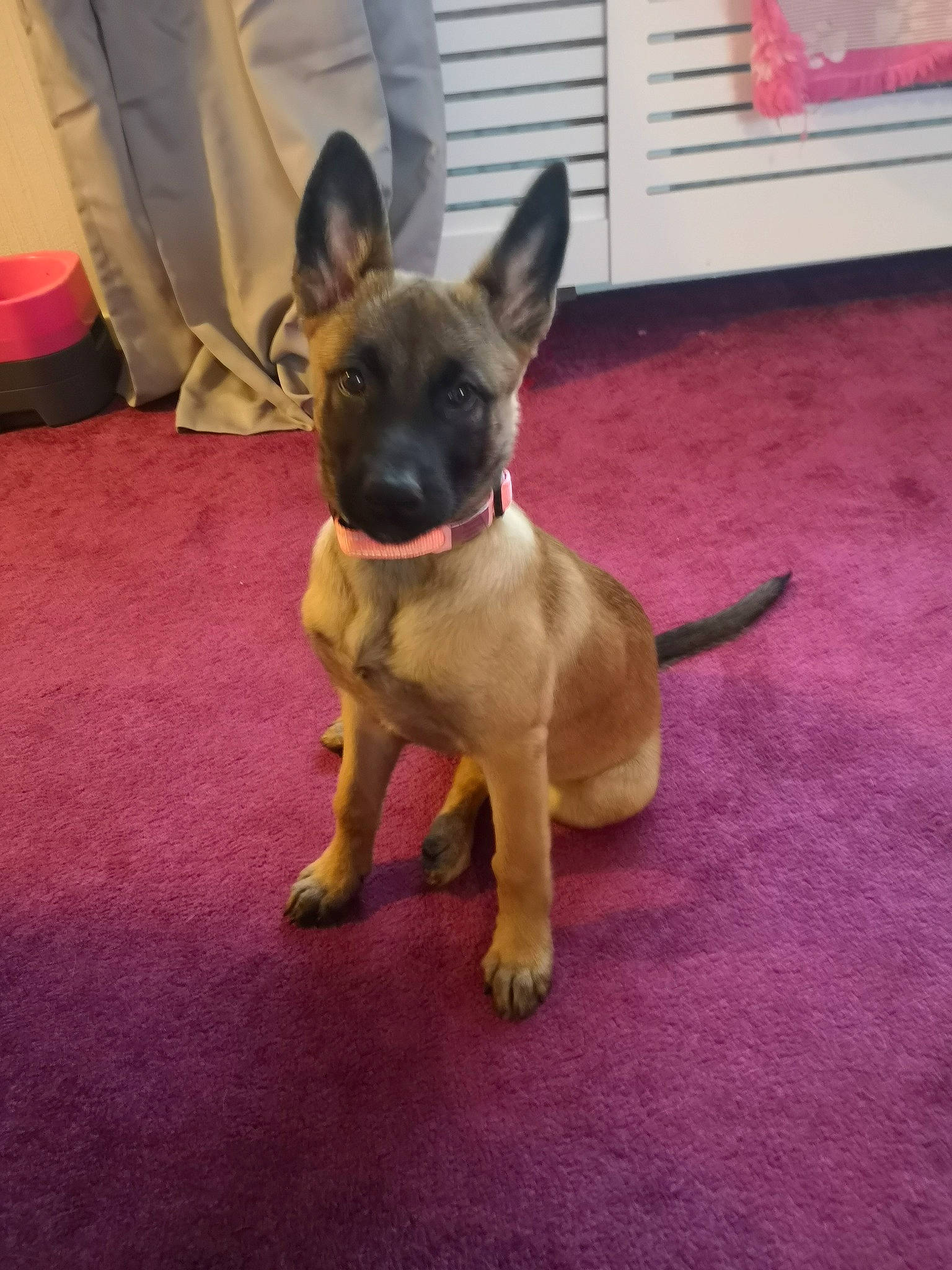 Boo joined the competition — help win amazing prizes! canidae, carnivore, collar, companion_dog, dog, dog_breed, dog_collar, dog_supply, ear, fawn, flooring, non_sporting_group, paw, puppy, snout, sporting_group, tail, toy_dog, whiskers, working_animal