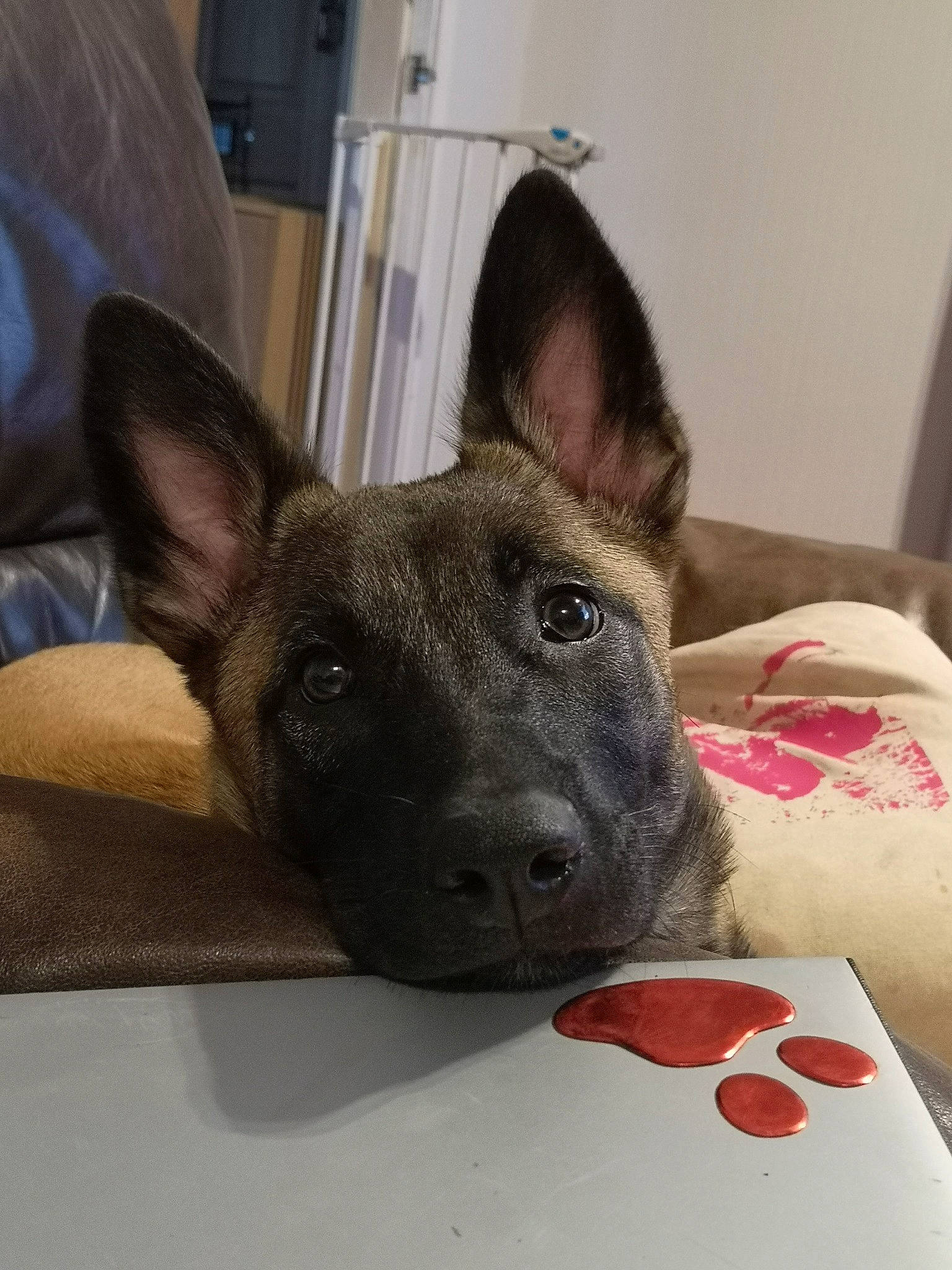 Boo joined the competition — help win amazing prizes! canidae, carmine, carnivore, collar, comfort, companion_dog, dog, dog_breed, ear, fawn, fur, non_sporting_group, pet_supply, snout, sporting_group, terrestrial_animal, toy_dog, whiskers, working_animal