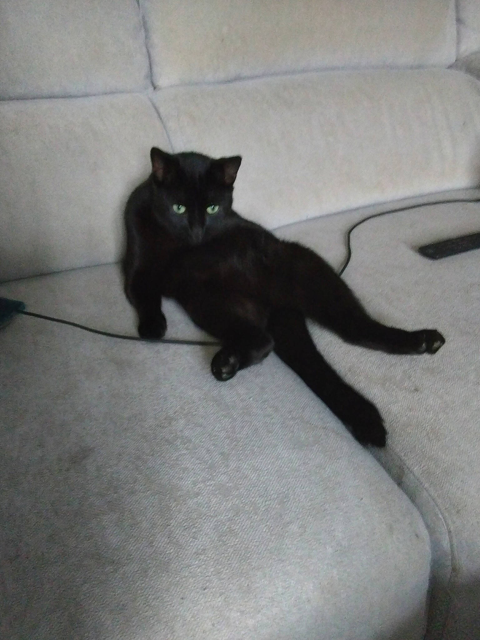 Neko a rejoint le concours — aidez-le/la à gagner de superbes lots ! black_cat, bombay, carnivore, cat, claw, comfort, couch, domestic_short_haired_cat, felidae, floor, flooring, fur, grey, paw, sleeper_chair, small_to_medium_sized_cats, snout, tail, terrestrial_animal, whiskers