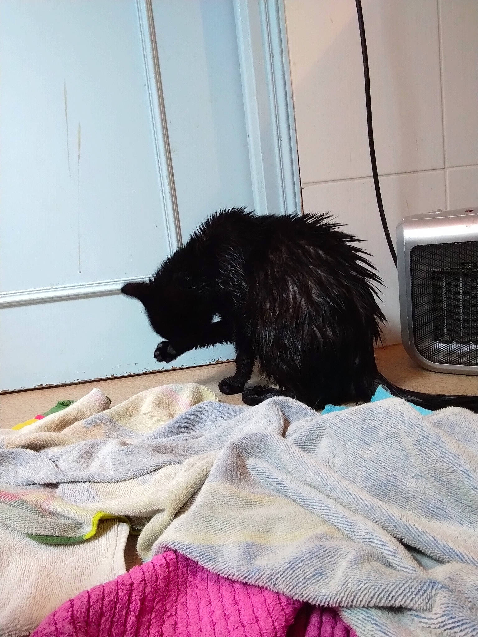 Neko participe au concours pour gagner de l'argent avec cette photo : automotive_lighting, automotive_tire, carnivore, claw, comfort, felidae, fender, flooring, fur, grille, hood, linens, small_to_medium_sized_cats, snout, tail, terrestrial_animal, tints_and_shades, vehicle_door, whiskers, window