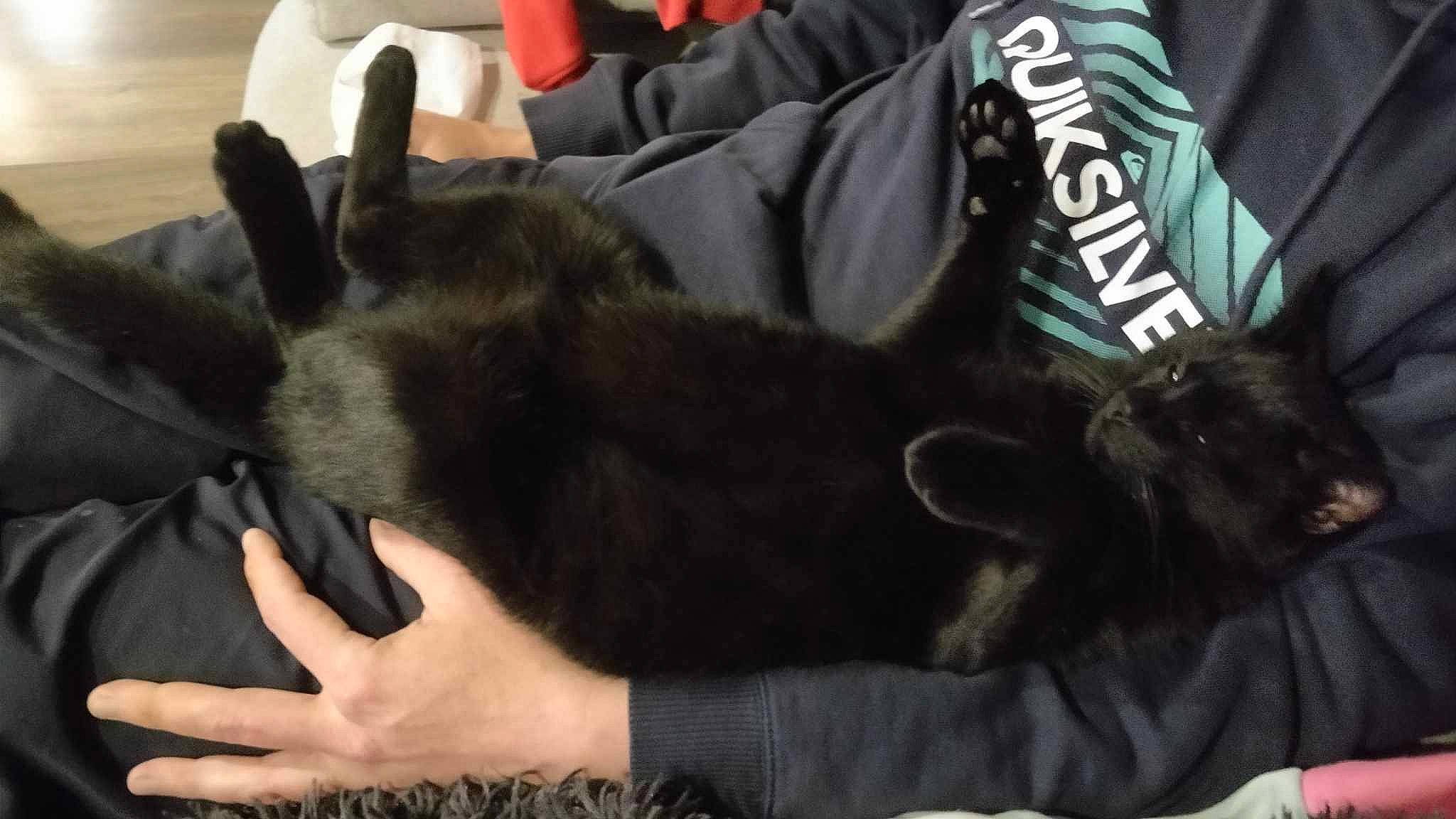 Neko participe au concours pour gagner de l'argent avec cette photo : canidae, carnivore, cat, comfort, companion_dog, dog_breed, domestic_short_haired_cat, ear, felidae, finger, fur, gesture, human_leg, lap, nail, small_to_medium_sized_cats, snout, sporting_group, tail, whiskers