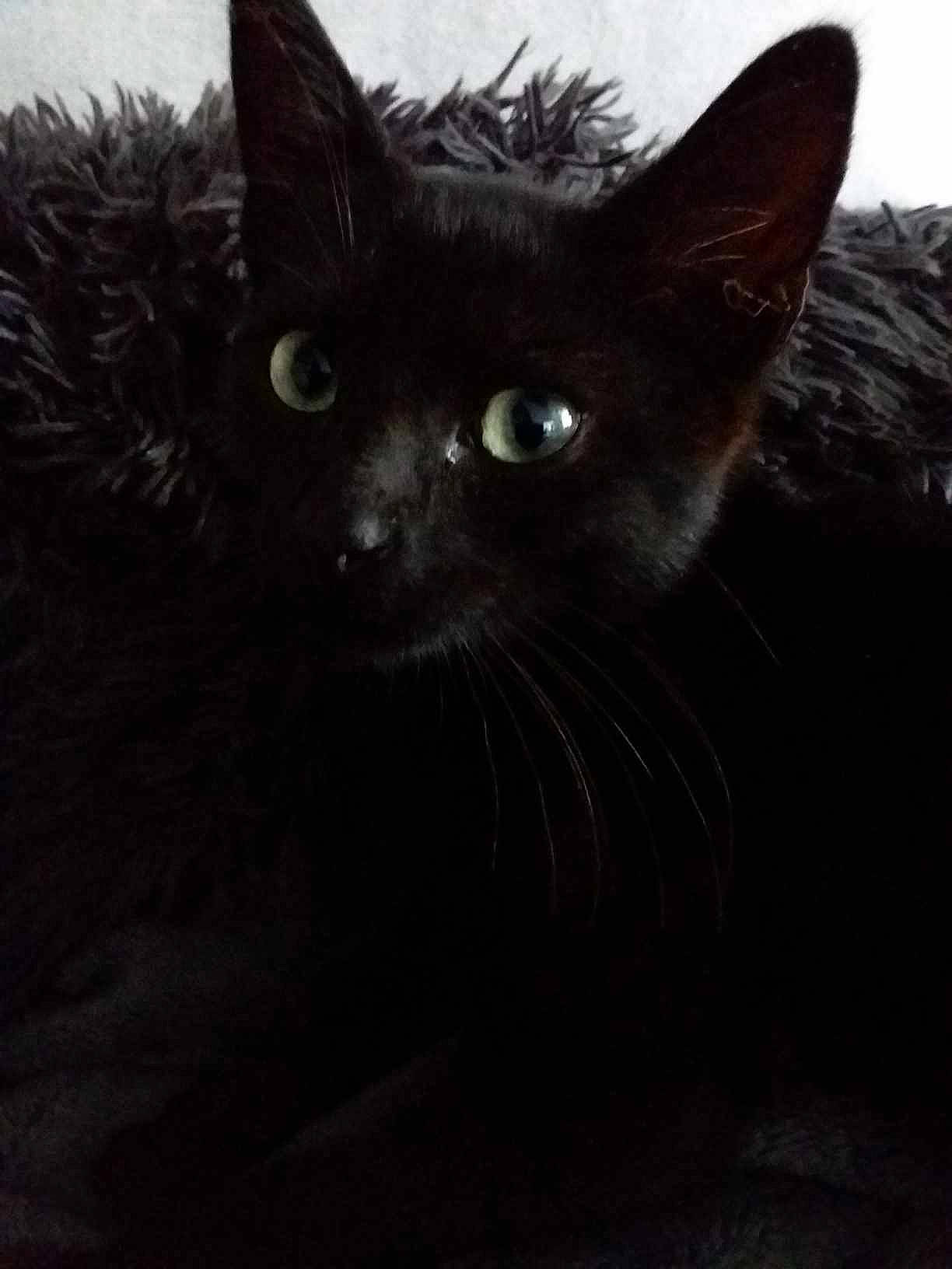 Neko a rejoint le concours — aidez-le/la à gagner de superbes lots ! art, black_cat, bombay, carnivore, cat, domestic_short_haired_cat, felidae, fur, small_to_medium_sized_cats, snout, terrestrial_animal, whiskers