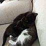 animal, cat, couch, cozy, cuddle, cute, domestic, feline, friendship, fur, furniture, indoor, kitten, napping, pet, playful, rest, sleeping, tail, whiskers