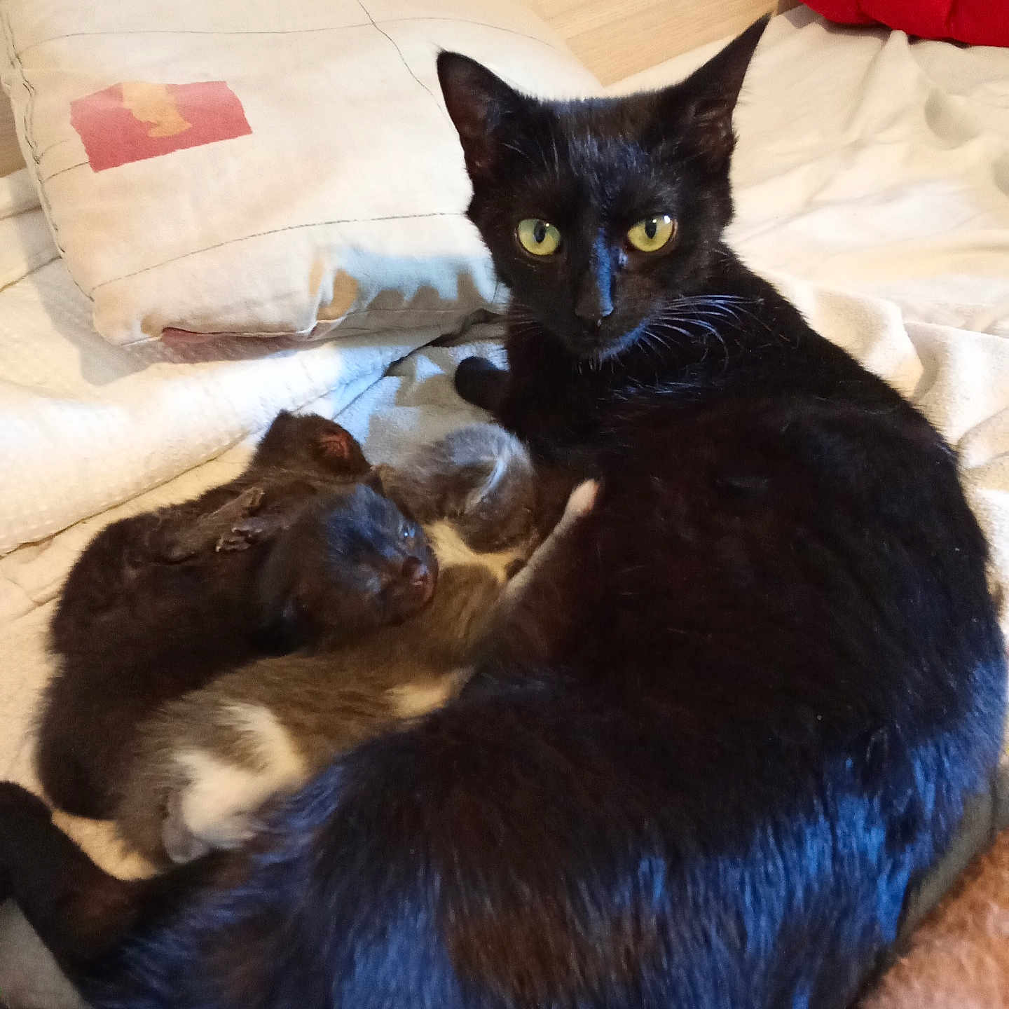 Willow Et Ses Bébés