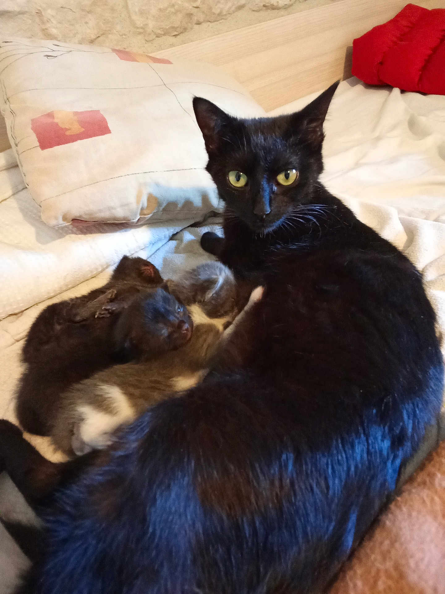 Willow Et Ses Bébés