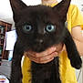 animal, black_cat, blue_eyes, blurry, cat, child, close_up, cute, furniture, hand, holding, home, indoor, indoor_lighting, living_room, person, pet, television, yellow_shirt, young