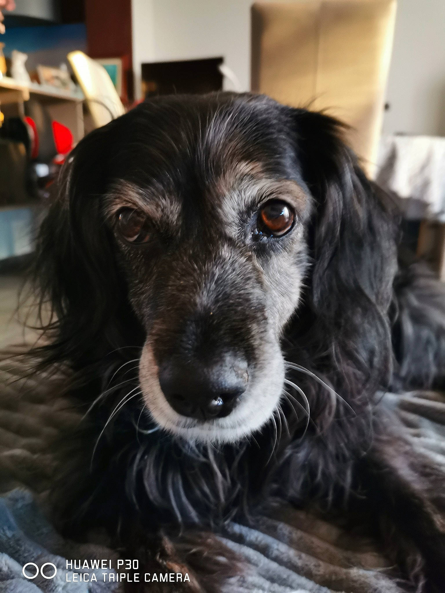 Laïz a rejoint le concours — aidez-le/la à gagner de superbes lots ! borador, canidae, carnivore, chair, companion_dog, dog, dog_breed, ear, fur, liver, puppy, snout, spaniel, sporting_group, terrestrial_animal, whiskers, working_animal, working_dog