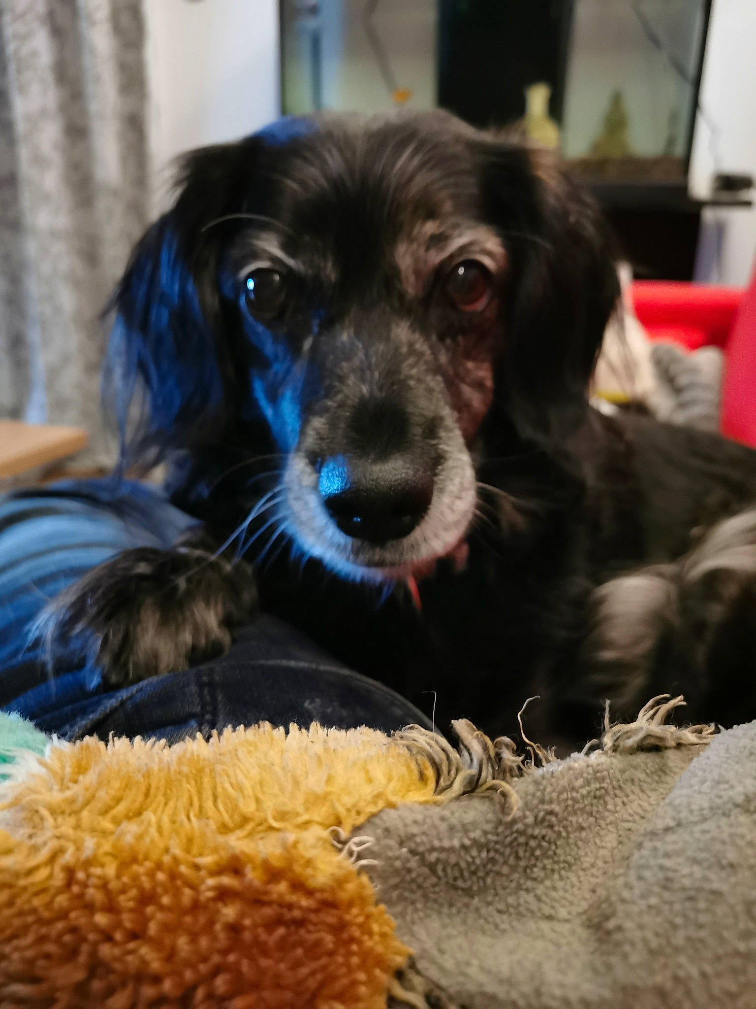 Laïz a rejoint le concours — aidez-le/la à gagner de superbes lots ! ball, canidae, carnivore, chair, companion_dog, curtain, dog, dog_breed, dog_supply, fur, hat, puppy, puppy_love, snout, sporting_group, toy_dog, whiskers, working_animal, working_dog