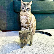 Teddy joined the competition — help win amazing prizes! animals, blue_eyes, carpet, cat, couch, cute, domestic_cat, fur, furniture, gray_kitten, indoor, kitten, living_room, pets, pillows, sitting, small, tabby_cat, walking, young