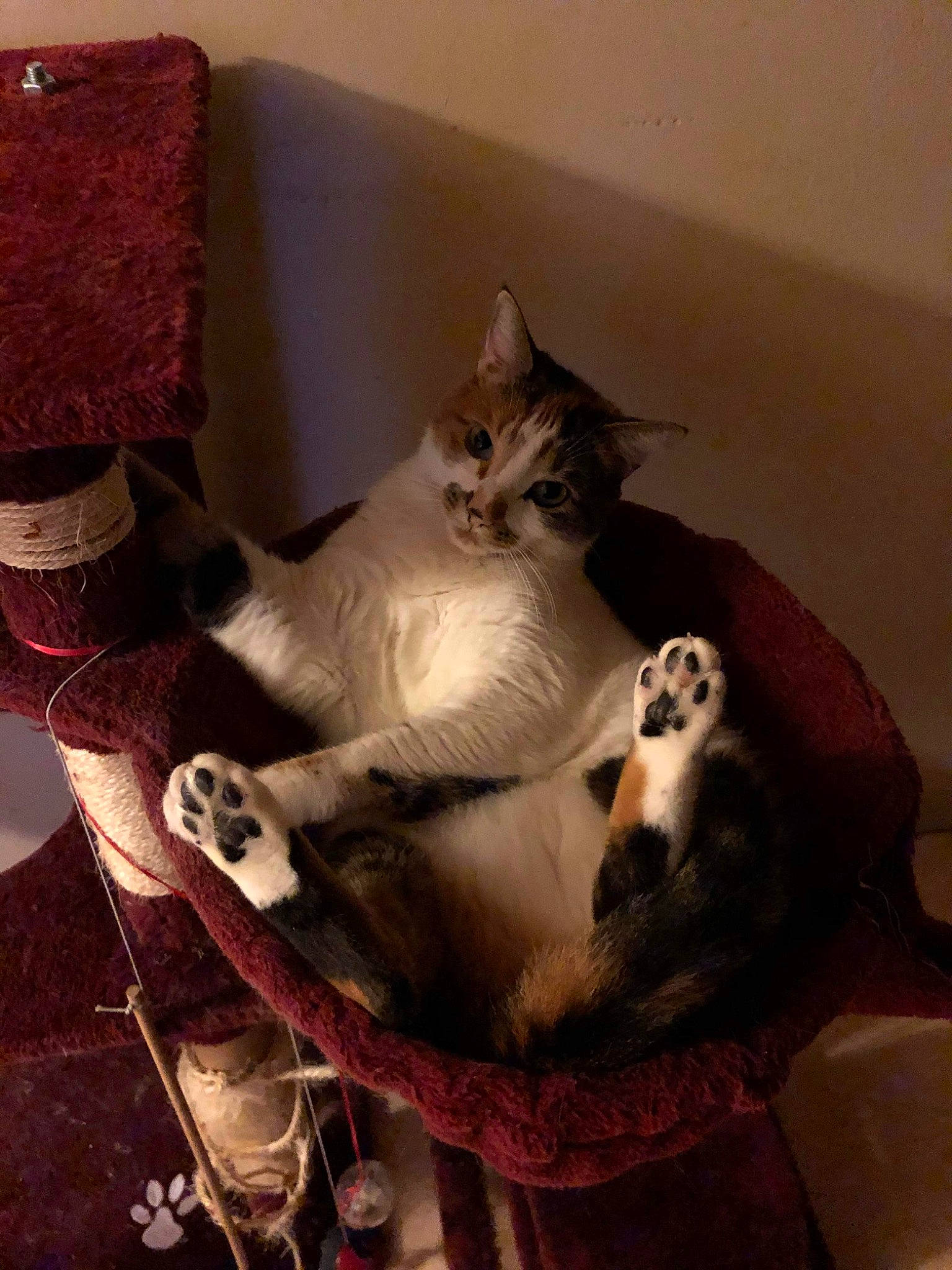 April a rejoint le concours — aidez-le/la à gagner de superbes lots ! canidae, carnivore, cat, domestic_short_haired_cat, european_shorthair, felidae, kitten, mammal, paw, small_to_medium_sized_cats, tail, whiskers