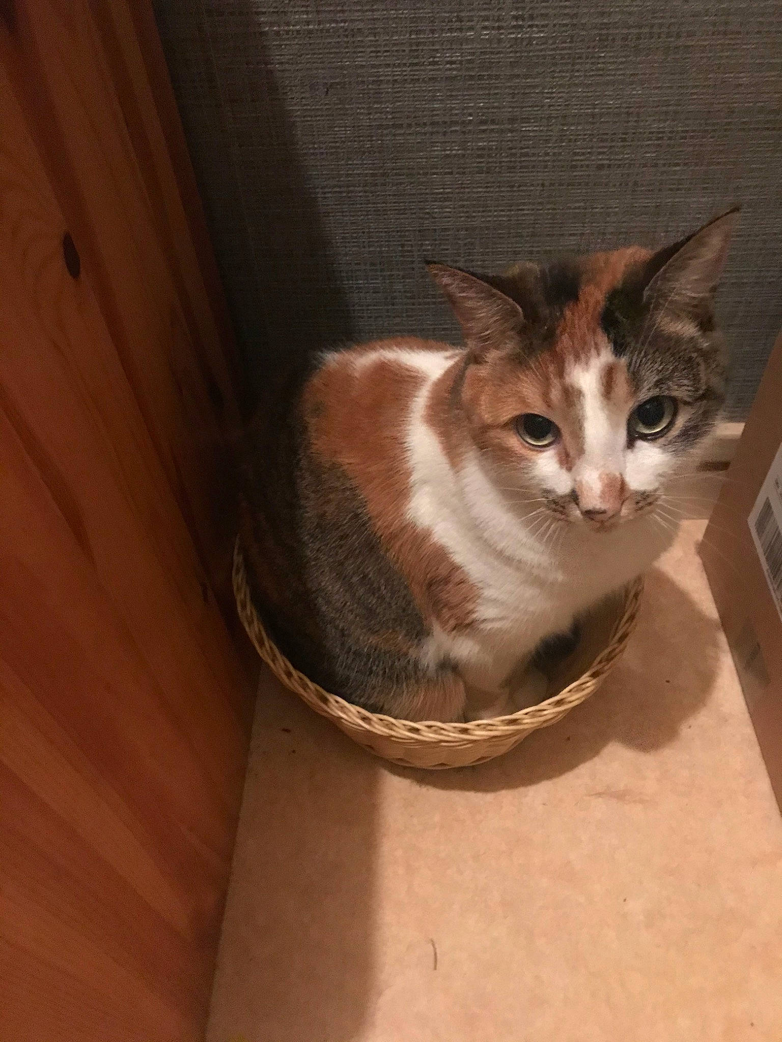 April a rejoint le concours — aidez-le/la à gagner de superbes lots ! aegean_cat, american_wirehair, asian, carnivore, cat, domestic_short_haired_cat, european_shorthair, fawn, felidae, kitten, mammal, ojos_azules, small_to_medium_sized_cats, whiskers