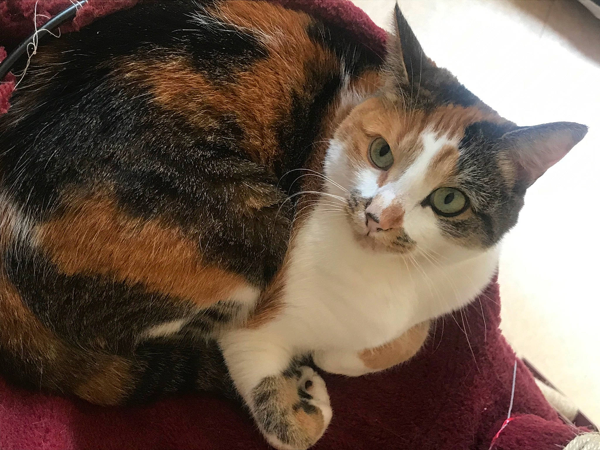 April a rejoint le concours — aidez-le/la à gagner de superbes lots ! aegean_cat, american_wirehair, asian, carnivore, cat, domestic_short_haired_cat, ear, european_shorthair, fawn, felidae, fur, german_rex, kitten, mammal, small_to_medium_sized_cats, snout, tabby_cat, whiskers