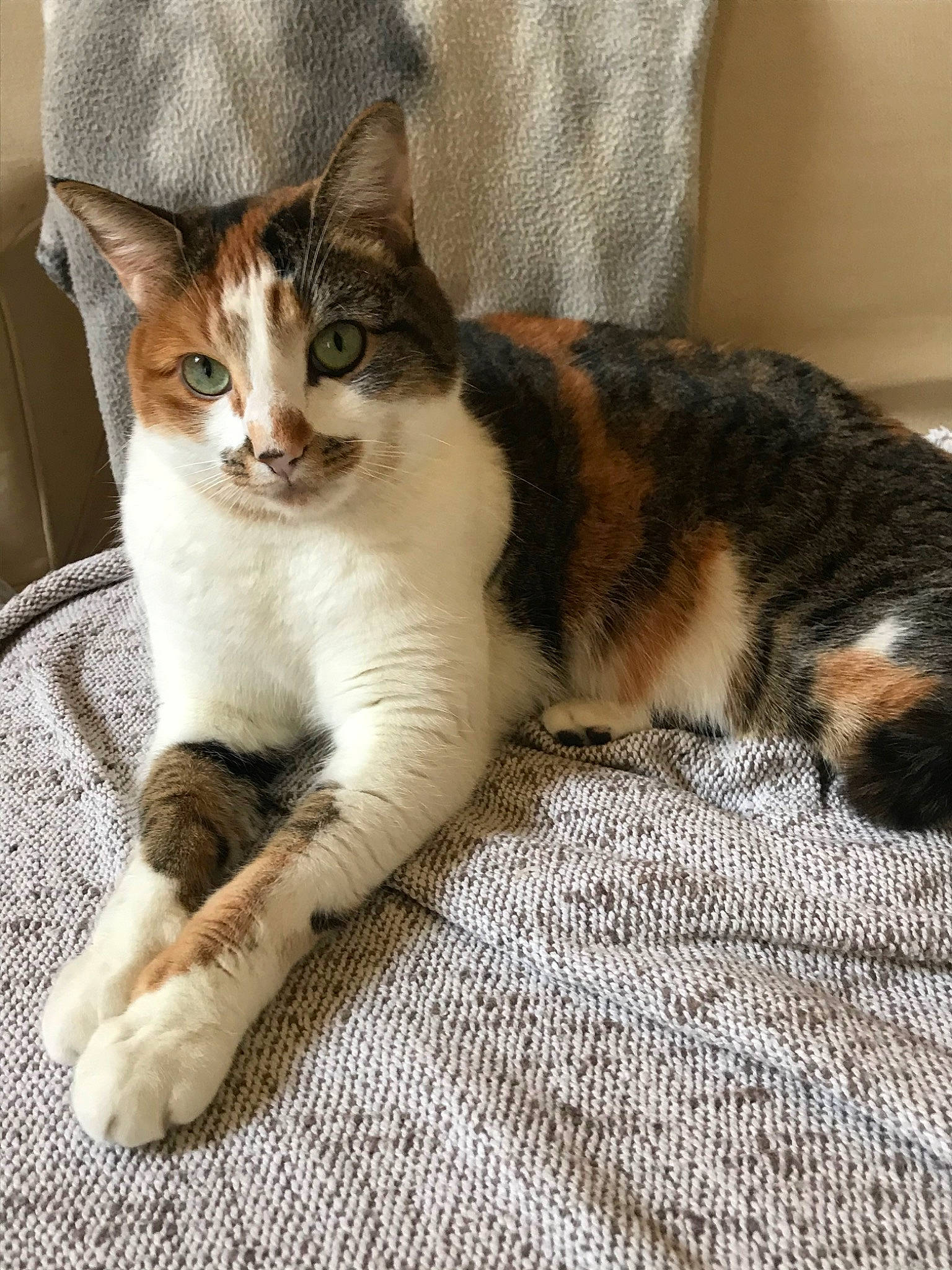 April participe au concours pour gagner de l'argent avec cette photo : aegean_cat, american_wirehair, asian, australian_mist, carnivore, cat, domestic_short_haired_cat, european_shorthair, felidae, fur, kitten, mammal, polydactyl_cat, small_to_medium_sized_cats, tabby_cat, whiskers