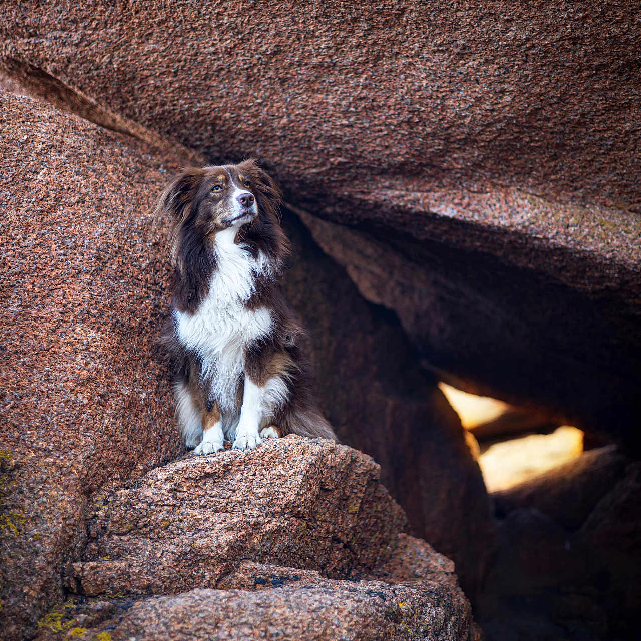 Luna participe au concours pour gagner de l'argent avec cette photo : animal, brown, canine, cave, daylight, dog, fur, landscape, looking_away, majestic, nature, outdoor, portrait, rock, rough_texture, scenic, sitting, stone, white, wild