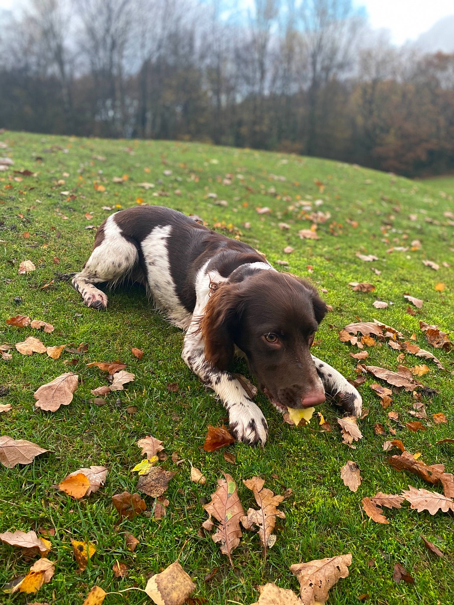 Dotty is registered to the contest to win money with this photo: autumn, canidae, carnivore, companion_dog, deciduous, dog, dog_breed, field, groundcover, gun_dog, hunting_dog, leaf, mammal, meadow, pasture, pointing_breed, snout, sporting_group, working_animal, working_dog