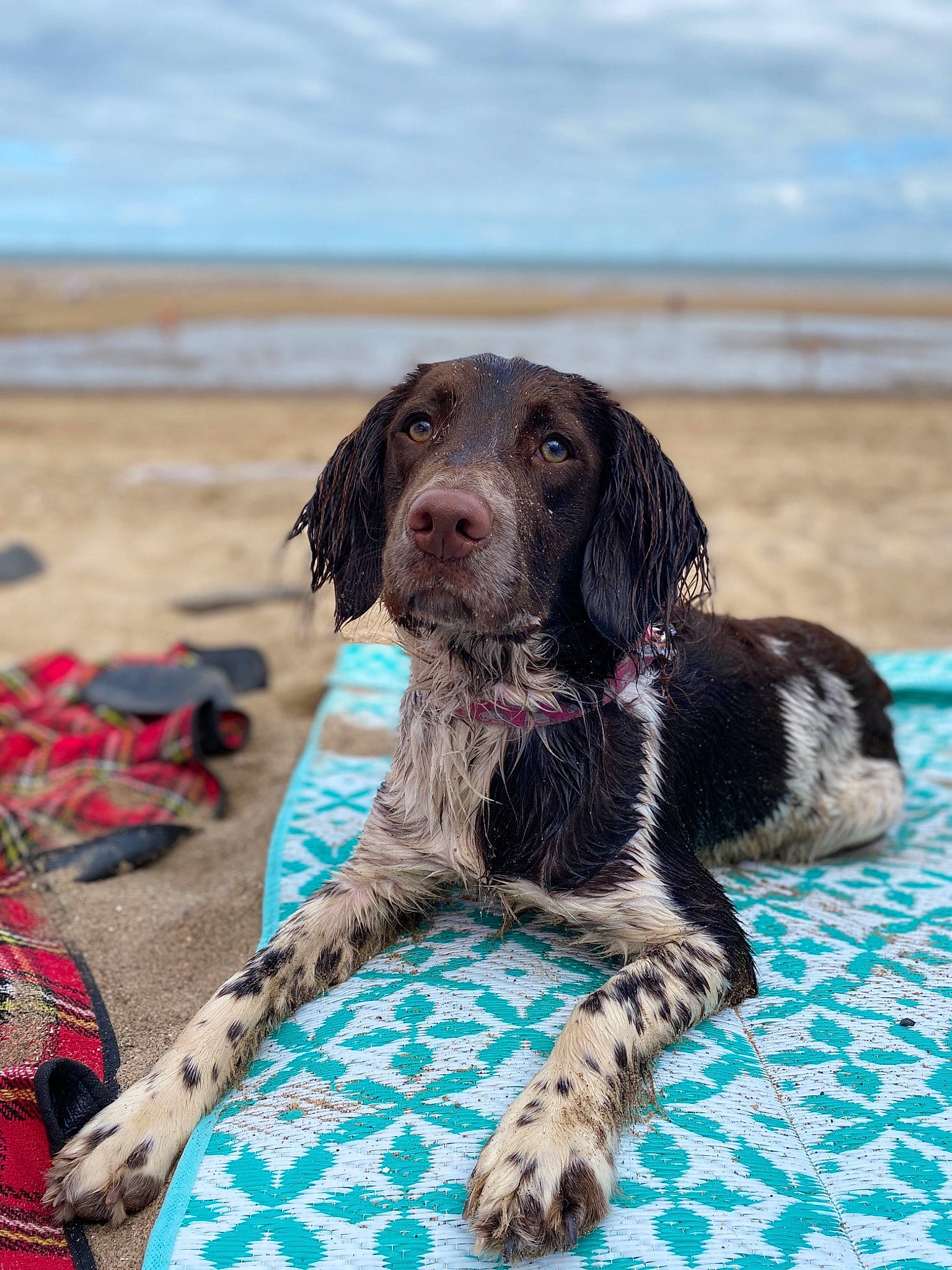 Dotty joined the competition — help win amazing prizes! canidae, carnivore, companion_dog, dog, dog_breed, dog_supply, french_spaniel, fur, gun_dog, hunting_dog, linens, liver, mammal, pointing_breed, snout, spaniel, sporting_group, teal, working_animal, working_dog