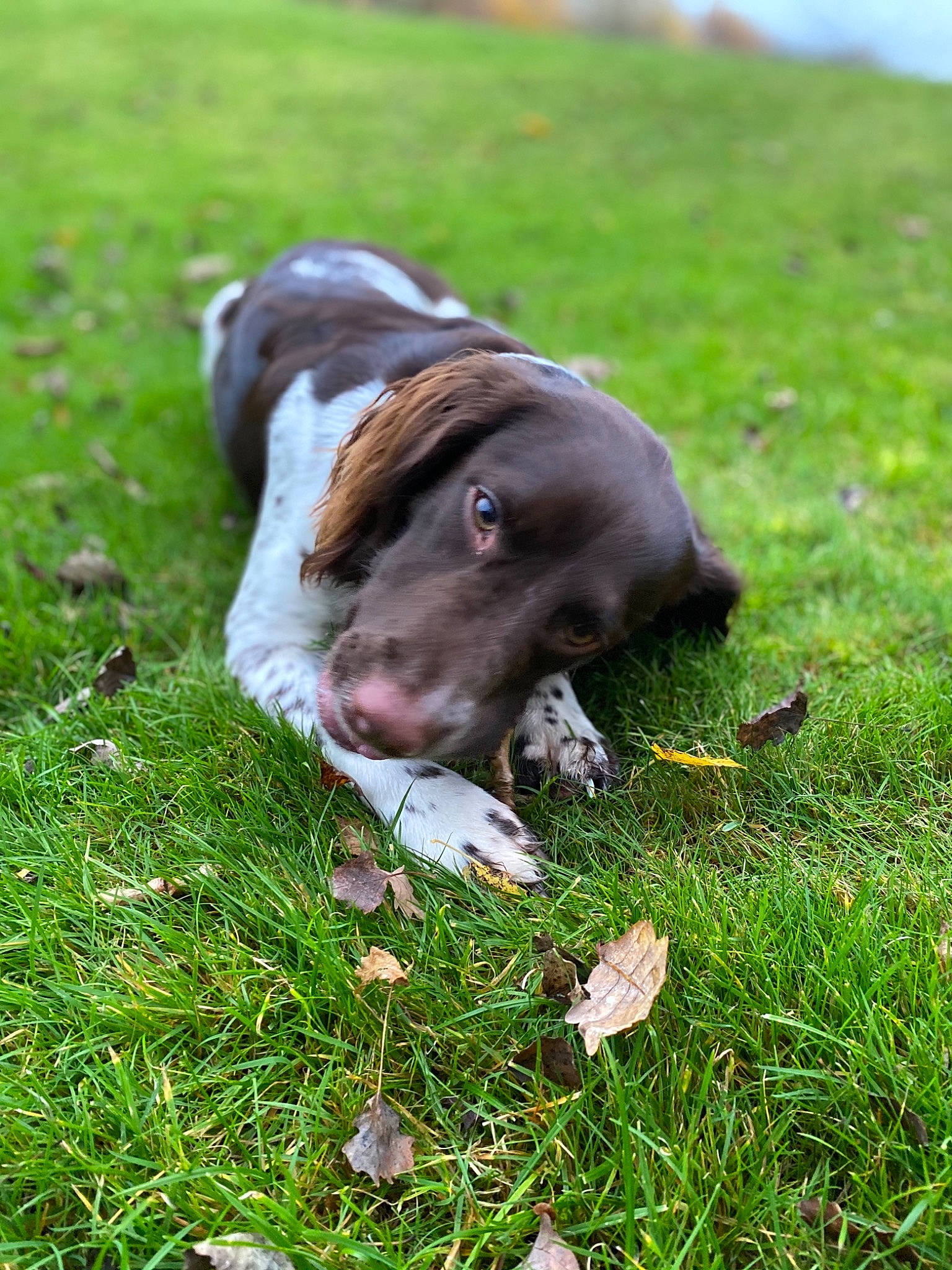 Dotty joined the competition — help win amazing prizes! canidae, carnivore, collar, companion_dog, dog, dog_breed, dog_collar, grass, hunting_dog, lawn, liver, non_sporting_group, pasture, snout, sporting_group, terrestrial_animal, working_animal, working_dog