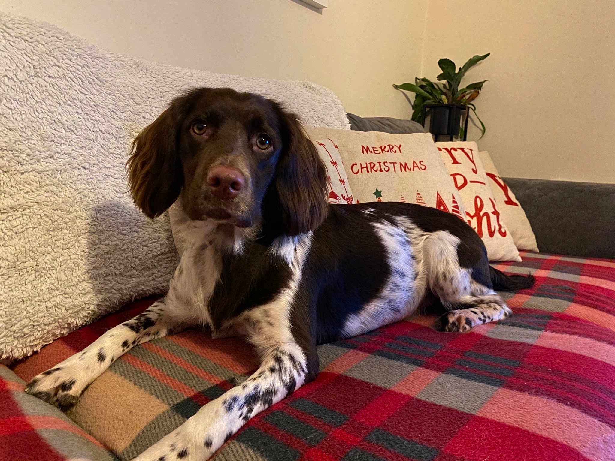 Dotty