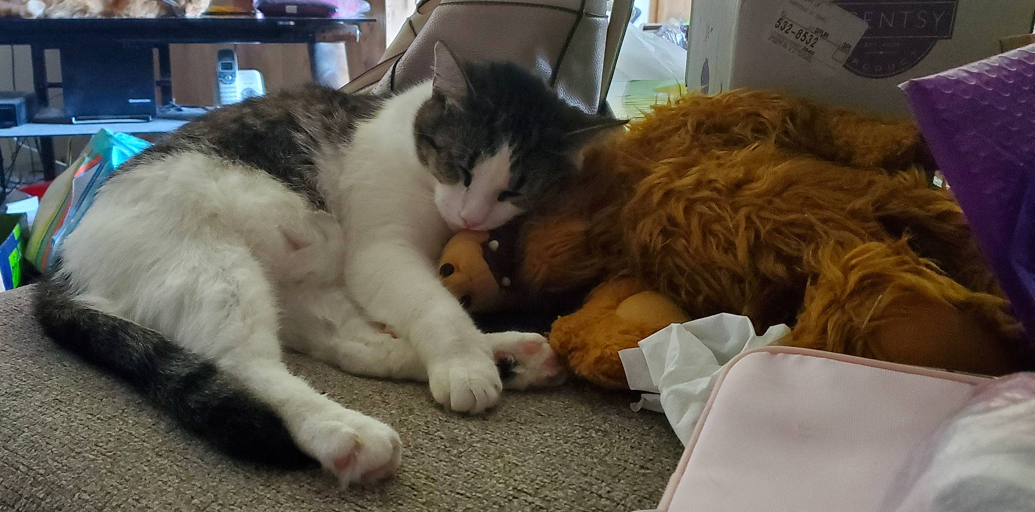 Coop is registered to the contest to win money with this photo: bookcase, box, carnivore, cat, cat_supply, claw, comfort, companion_dog, domestic_short_haired_cat, felidae, fur, lap, nap, paw, shelf, small_to_medium_sized_cats, snout, tail, toy, whiskers