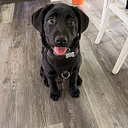 Bella joined the competition — help win amazing prizes! dog, puppy, black_lab, indoor, flooring, harness, pet, cute, animal, sitting, tongue_out, happy, domestic, young_dog, wood_floor, houseplant, pot, chair, smiling, companion