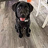 dog, puppy, black_lab, indoor, flooring, harness, pet, cute, animal, sitting, tongue_out, happy, domestic, young_dog, wood_floor, houseplant, pot, chair, smiling, companion