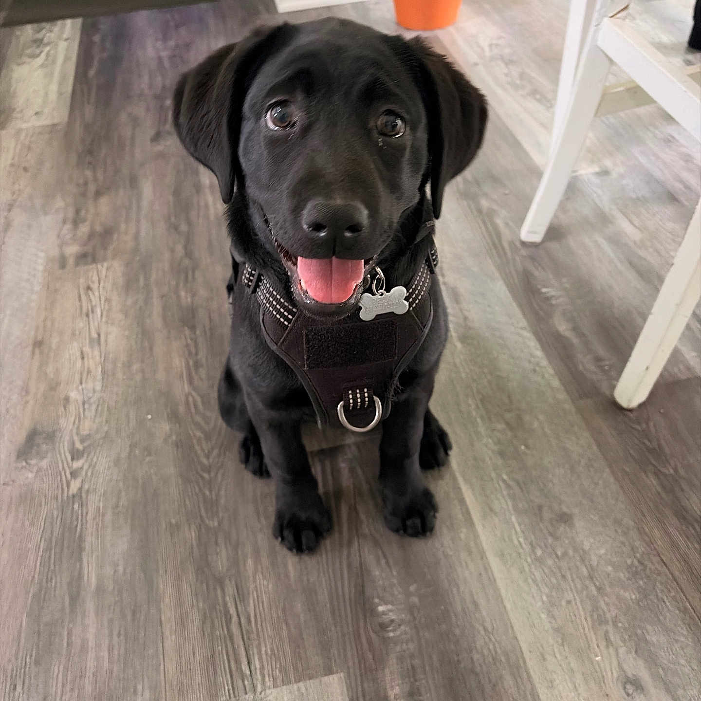 Bella