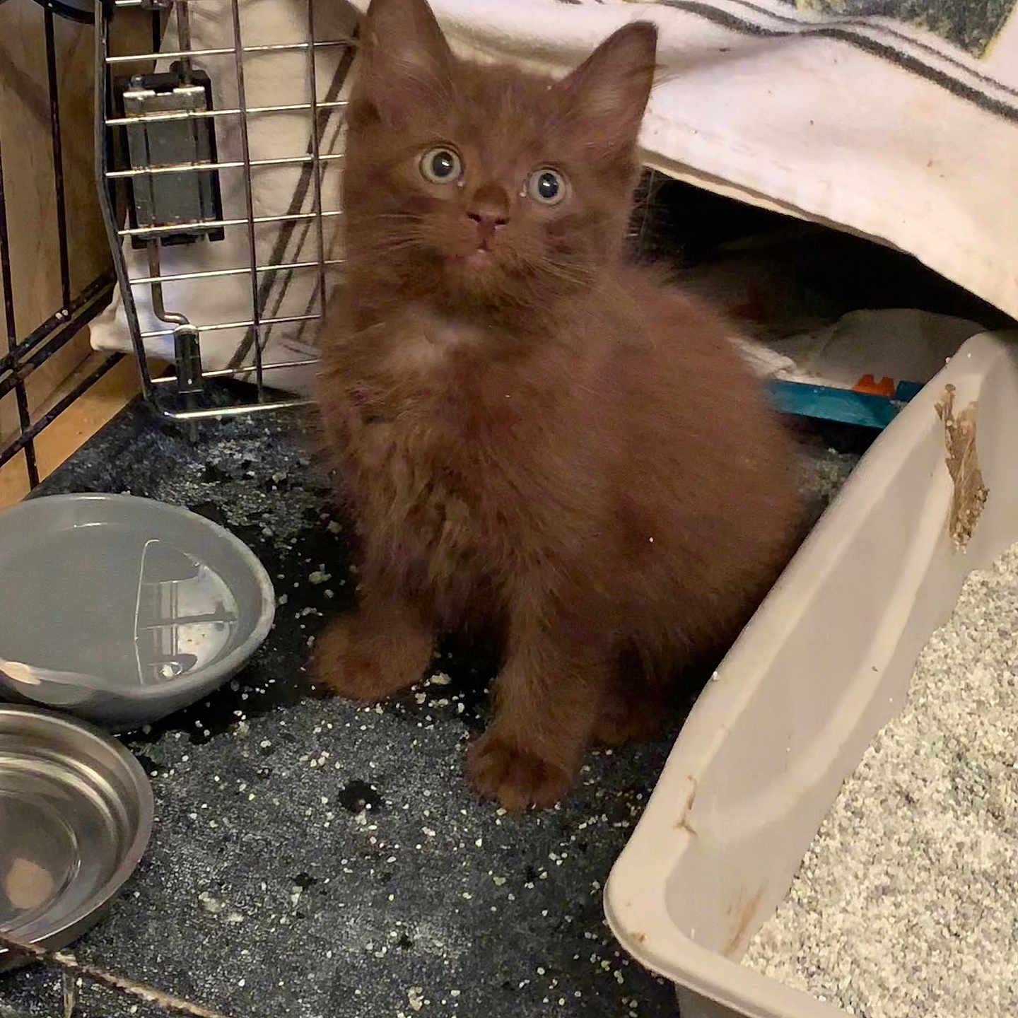 Brownie Bear