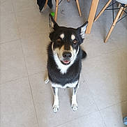 Roxy a rejoint le concours — aidez-le/la à gagner de superbes lots ! dog, black_and_white, indoor, floor, tiled_floor, chair, wooden_chair, plastic_chair, pet, animal, sitting, looking_up, ears_up, happy, domestic, companion, household, cute, friendly, canine
