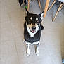 dog, black_and_white, indoor, floor, tiled_floor, chair, wooden_chair, plastic_chair, pet, animal, sitting, looking_up, ears_up, happy, domestic, companion, household, cute, friendly, canine
