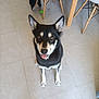 Roxy participe au concours pour gagner de l'argent avec cette photo : dog, black_and_tan, sitting, floor, tile, indoor, chair, wooden_leg, pet, looking_up, tongue_out, animal, domestic_animal, canine, ears_up, playful, household, furniture, brown_eyes, happy