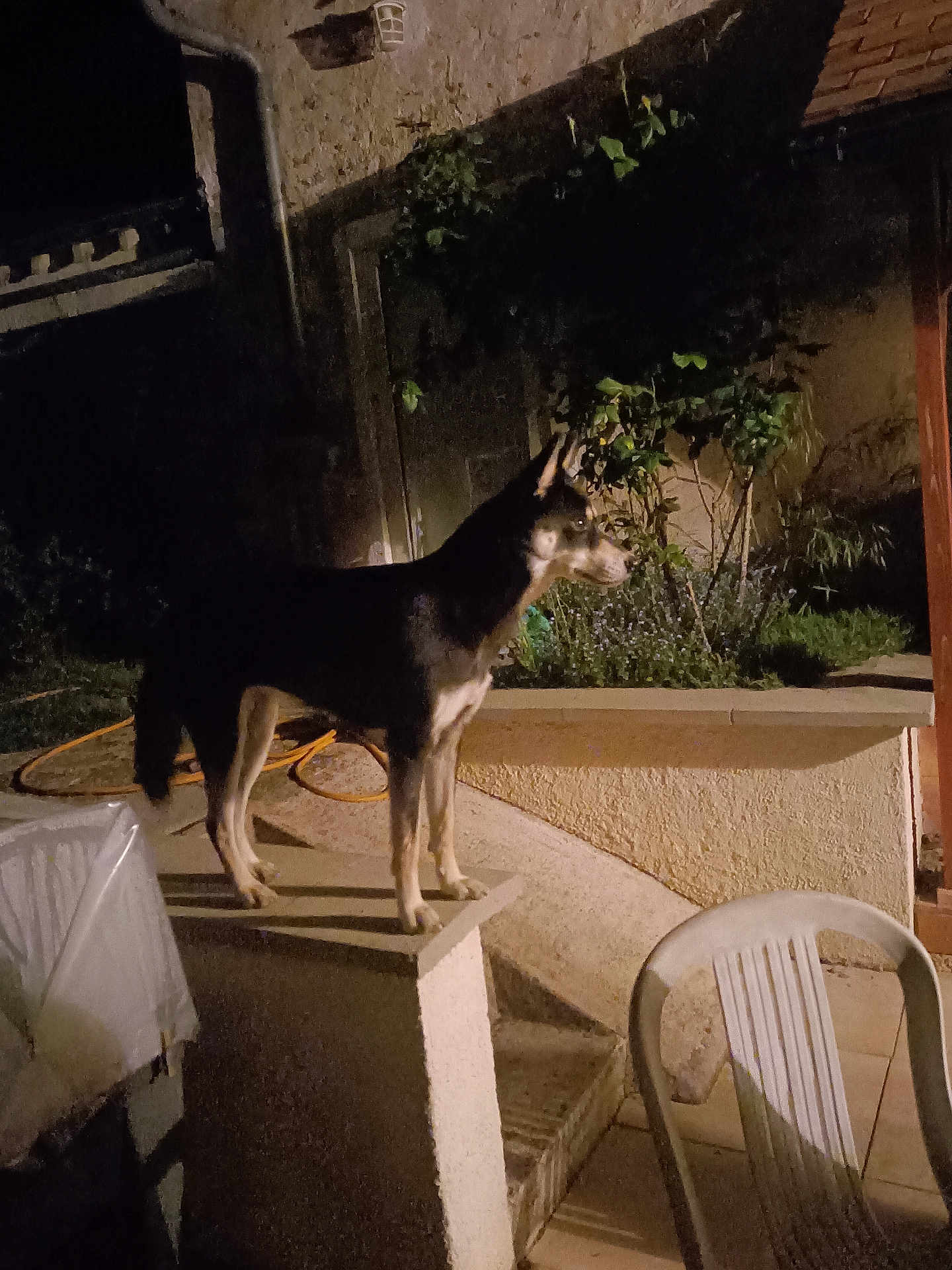 Roxy a rejoint le concours — aidez-le/la à gagner de superbes lots ! dog, night, garden, plant, wall, ledge, shadow, light, hose, plastic_chair, outdoor, animal, pet, alert, standing, yard, concrete, texture, dark, evening
