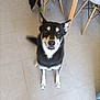 dog, black_and_white, sitting, floor, tile_floor, indoor, looking_up, ears_up, pet, canine, home, chair, furniture, animal, domestic_animal, alert, brown_eyes, whiskers, tail, cute