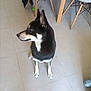Roxy a rejoint le concours — aidez-le/la à gagner de superbes lots ! dog, black_and_white, sitting, floor, tile, indoor, chair, wooden_leg, pet, animal, looking_sideways, ears_up, domestic, curious, brown_eye, four_legs, snout, furniture, green_ball, coat