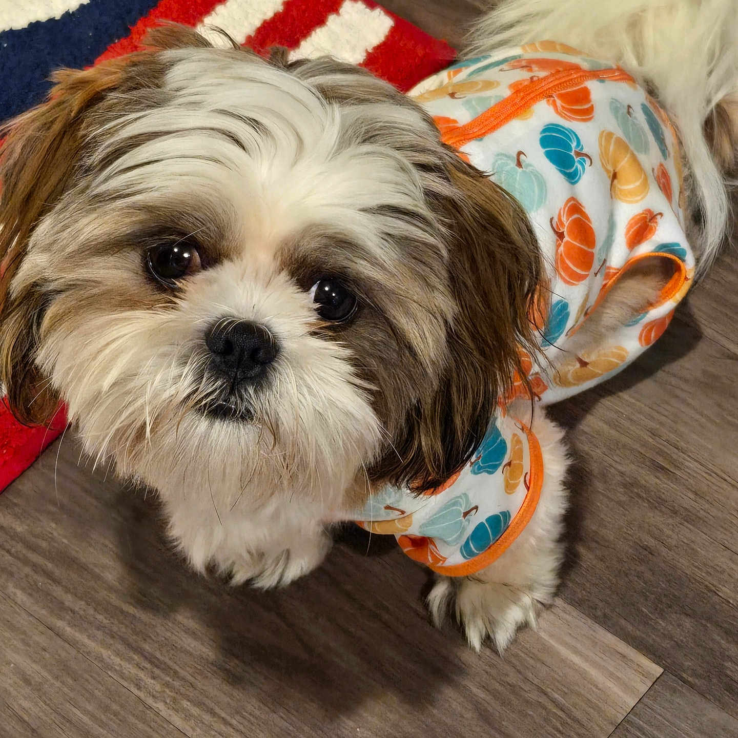 Louie Vuitton joined the competition — help win amazing prizes! adorable, animal, brown_and_white, companion, cozy, cute, dog, fall_theme, floor, fluffy, fur, indoor, looking_up, pet, pumpkin_pattern, puppy, rug, small_dog, sweater, wooden_floor