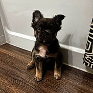 Bear joined the competition — help win amazing prizes! puppy, dog, brown_puppy, small_dog, floor, wood_floor, bathtub, bathroom, pet, young_dog, sitting, cute, curious, domestic_animal, indoor, fur, ears, black_and_tan, looking_up, animal