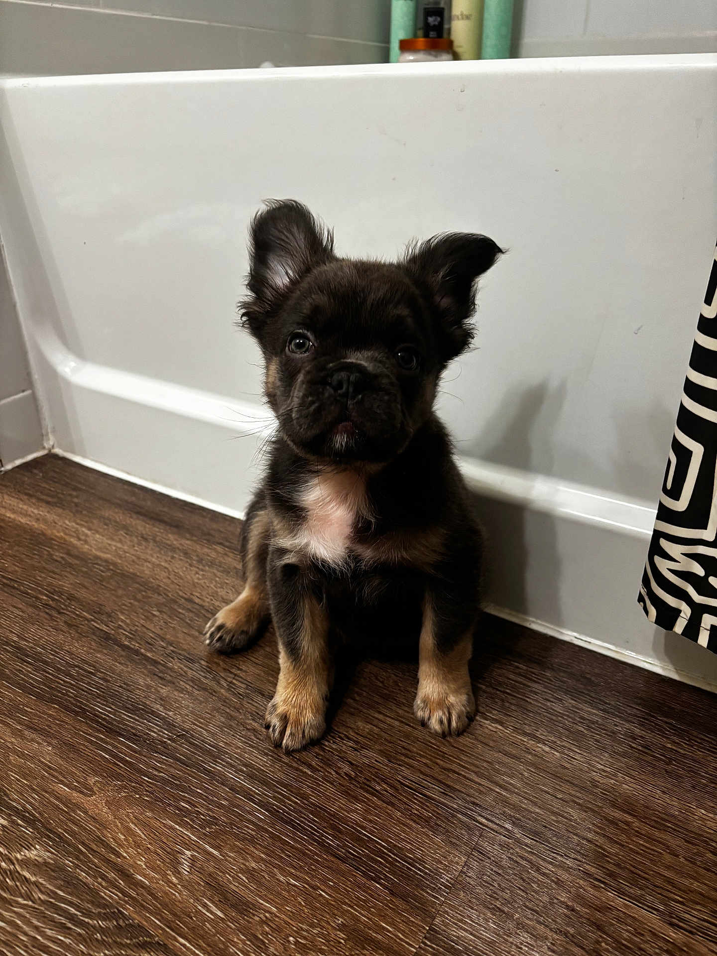 Bear joined the competition — help win amazing prizes! puppy, dog, brown_puppy, small_dog, floor, wood_floor, bathtub, bathroom, pet, young_dog, sitting, cute, curious, domestic_animal, indoor, fur, ears, black_and_tan, looking_up, animal