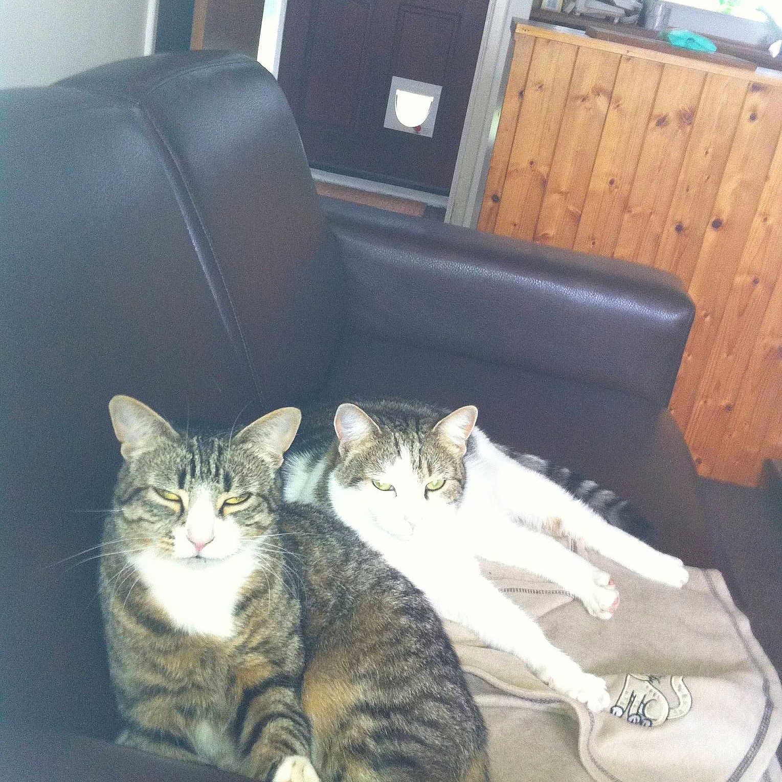Bonnie And Stripe
