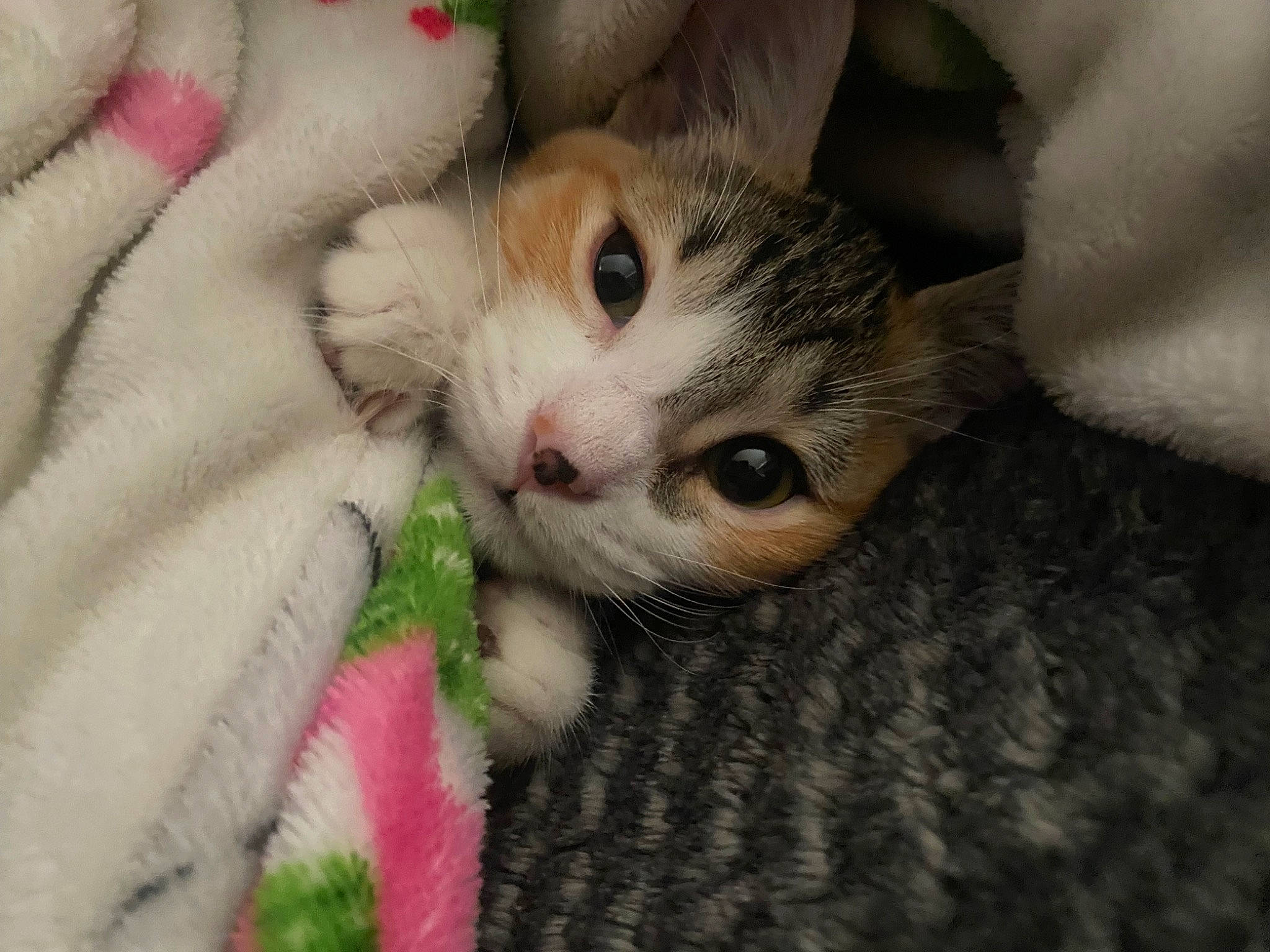 Mochi is registered to the contest to win money with this photo: carnivore, cat, claw, comfort, domestic_short_haired_cat, eye, fawn, felidae, fur, nail, paw, plant, small_to_medium_sized_cats, snout, tail, whiskers