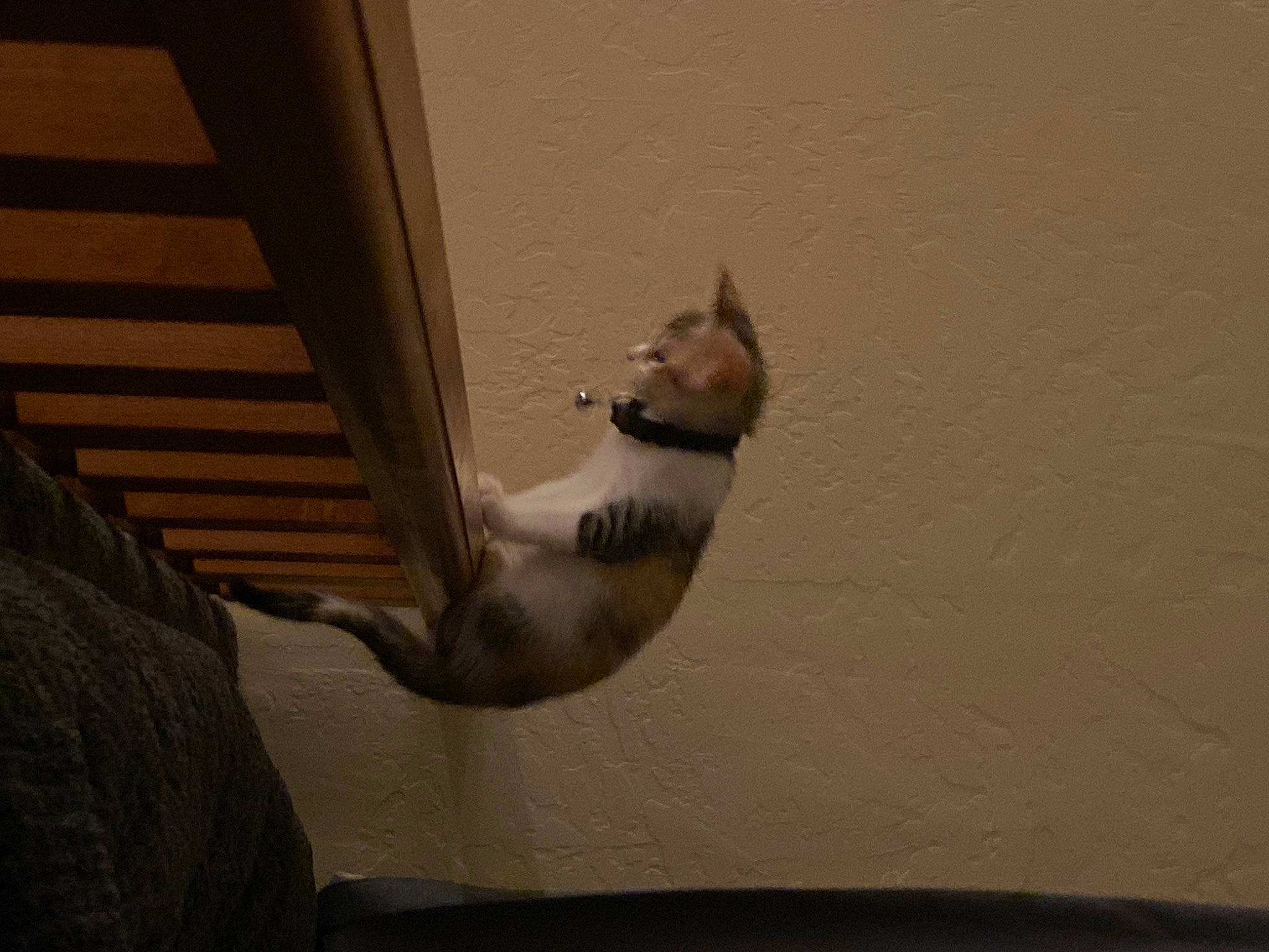 Mochi joined the competition — help win amazing prizes! automotive_exterior, carnivore, cat, ceiling, domestic_short_haired_cat, felidae, grey, paw, plaster, room, shadow, small_to_medium_sized_cats, snout, tail, tints_and_shades, vehicle_door, visual_arts, whiskers, window, wood